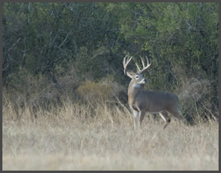 Whitetail Hunts at ADL7 Ranch